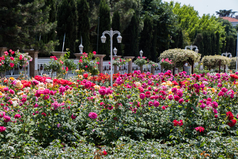 Regent Park Rose Garden free London May summer flowers