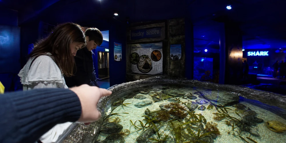National-SEA-LIFECentre-Birmingham